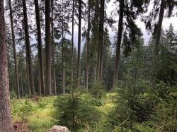 Tonewood-Berkmann-Riefensberg_09